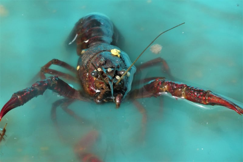 Seafood Safaris